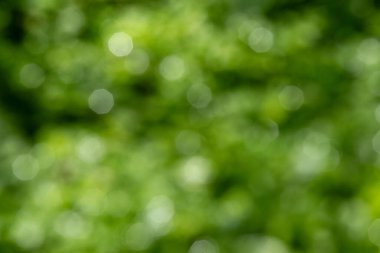 Bulanık yeşil bir arka plan ve birkaç yeşil yaprak. Yapraklar arka fona saçılmış. Arka plan bulanık, rüya gibi ve ruhani bir his veriyor.