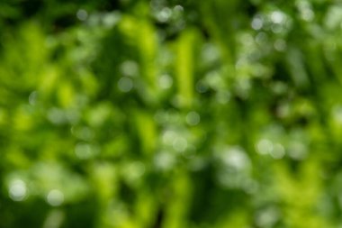 Üzerinde su damlacıkları olan yeşil yaprakların bulanık bir görüntüsü. Yapraklar bir ormandadır ve su damlacıkları sisli ve sakin bir atmosfer izlenimi verir.