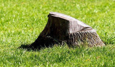 Büyük bir ağaç kütüğü yemyeşil bir alanda oturur. Kütük çimlerle çevrilidir ve doğal manzaranın bir parçasıdır. Huzur ve doğa ile uyum kavramı