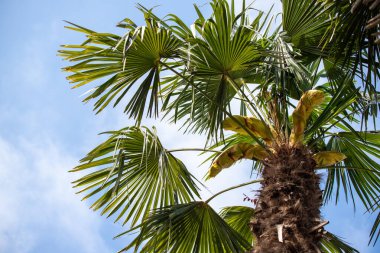 Yeşil palmiye yaprakları mavi gökyüzü.