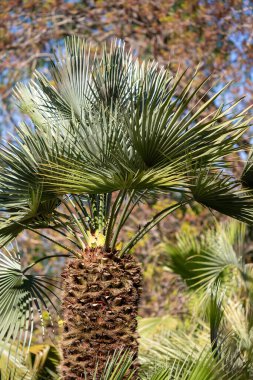 Okyanusun önünde bir palmiye yaprağı gösterilir. Huzur ve rahatlama kavramı, palmiye ağacı ve okyanus barışçıl ve huzurlu bir atmosfer yaratırken