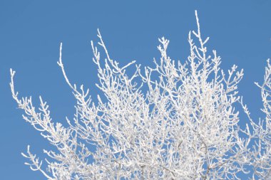 Tree branches covered with white frost against a blue sky. Winter.