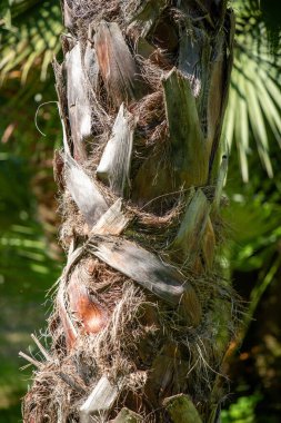 Palm tree trunk in nature