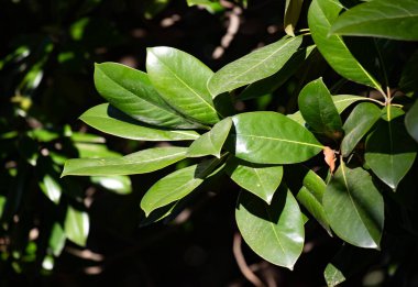 Green tree leaves on a blurred nature background.