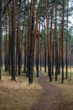 Kahverengi ağaçlı ve çok kabuklu bir orman. Ağaçlar uzun ve ormanda bir patika var.