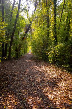 Yerde yapraklar olan bir ormanın içinden geçen bir yol. Yapraklar kahverengi ve dağınık. Yol ağaçlarla çevrili ve güneş yaprakların arasından parlıyor.