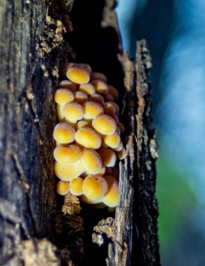 Ağaç gövdesinde büyüyen bir mantar kümesi. Mantarlar küçük ve sarıdır ve bir küme içinde büyümektedirler. Bu görüntünün doğal ve huzurlu bir havası var.