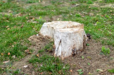 Büyük bir ağaç kütüğü çimenli bir alanda oturur. Kütük çimen ve toprakla çevrilidir ve manzaranın doğal bir parçasıdır. Sükunet ve huzur kavramı