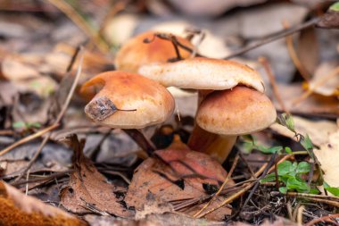 Bir grup mantar yerde oturuyorlar. Mantarlar kahverengidir ve hafif bulanık görünürler.