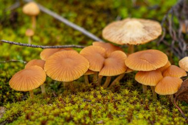 Yerde bir sürü mantar var. Hepsi farklı boyutlarda ve renklerde. Mantarlar yeşil yosunlarla çevrili.