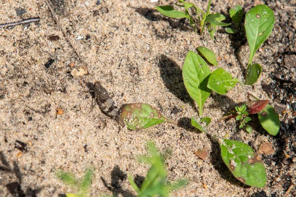 İçinde birkaç bitkinin büyüdüğü bir toprak parçası. Bitkiler küçük ve yeşil, ve yerde bir böcek var.