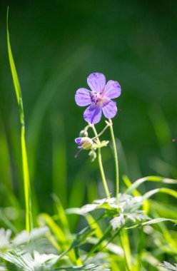 Mor bir çiçek yeşil bir tarlanın ön planındadır. Çiçek çimlerle çevrilidir ve görüntünün ana odak noktasıdır.