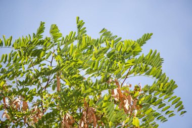 Yeşil yapraklı ve kahverengi yapraklı bir ağaç.