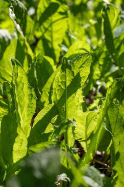 A bunch of green leaves are in the foreground of the image