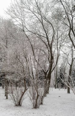 Karla kaplı ağaçlarla kaplı karlı bir orman. Ağaçlar çıplak ve kar zemini kaplıyor. Sahne sessiz ve huzurlu, kar dingin bir atmosfer yaratıyor.