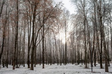 Karla kaplı ağaçlarla kaplı karlı bir orman. Ağaçlar çıplak ve gökyüzü açık.