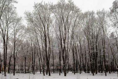 Karla kaplı ağaçlarla kaplı karlı bir orman. Ağaçlar çıplak ve kar onları kaplıyor. Huzurlu ve huzurlu bir sahne.