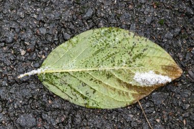 Yerde bir yaprak var ve ıslak. Yaprak yeşil ve üzerinde biraz kar var.