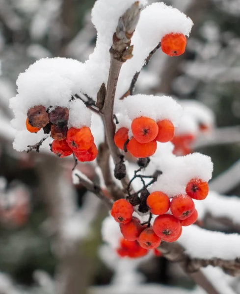 Kar ve kırmızı böğürtlenlerle kaplı bir dal. Kar böğürtlenleri kaplıyor, onları kış harikalar diyarında gibi gösteriyor.