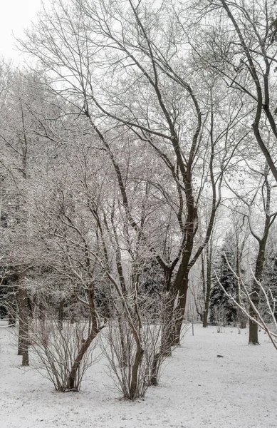 Karla kaplı ağaçlarla kaplı karlı bir orman. Ağaçlar çıplak ve kar zemini kaplıyor. Sahne sessiz ve huzurlu, kar dingin bir atmosfer yaratıyor.