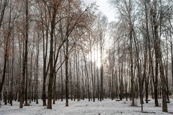Karla kaplı ağaçlarla kaplı karlı bir orman. Ağaçlar çıplak ve gökyüzü açık.
