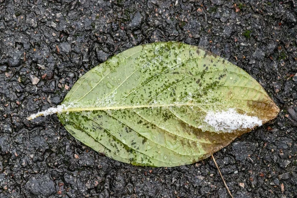 Yerde bir yaprak var ve ıslak. Yaprak yeşil ve üzerinde biraz kar var.