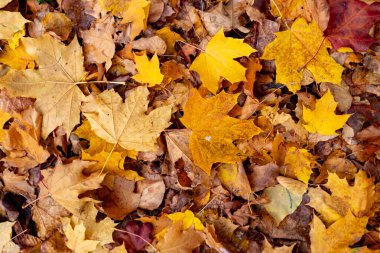 Yerde bir yığın sarı yaprak var. Yapraklar dağılmış ve bazıları diğerlerinden daha büyüktür. Yapraklar ağaçlardan düşerken görüntüde huzurlu ve huzurlu bir hava var.