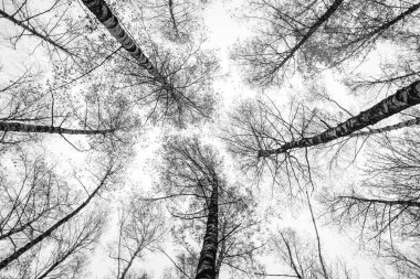 A close up of a forest with trees in the center of the image. The trees are bare and the sky is white