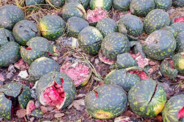 A bunch of watermelons are scattered on the ground, some of which have been cut open and are missing their insides