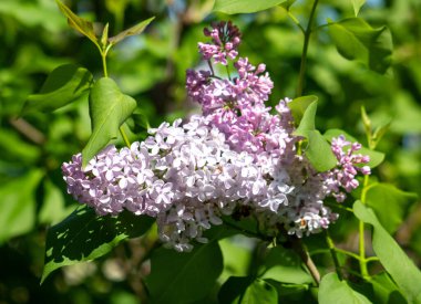 Yeşil yapraklı mor bir çiçek mavi bir gökyüzünün ön planındadır. Çiçek görüntünün odak noktasıdır ve çiçek açar. Arka plandaki mavi gökyüzü huzur yaratıyor.