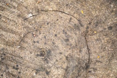 A large piece of wood with a circular hole in the middle. The wood is old and has a rough texture