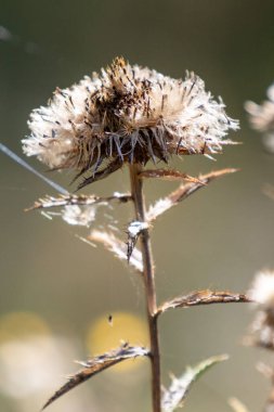 A dried up flower with a spider web on it. The spider web is delicate and intricate, with each strand of silk carefully woven together to create a beautiful pattern