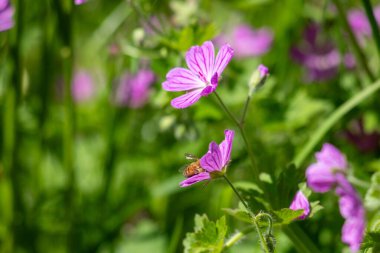 Mor bir çiçeğin üzerinde bir arı oturuyor. Çiçek yeşil yapraklarla çevrilidir. Arı ve çiçek arasındaki sükunet ve uyum kavramı