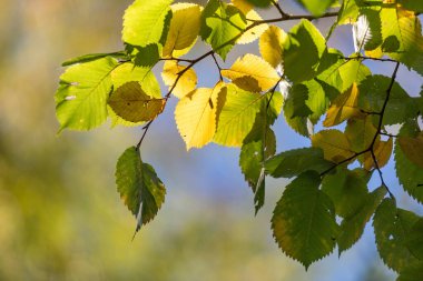 Yaprakları sarı ve yeşil olan yapraklı bir ağaç dalı. Yapraklar güneşte ve gökyüzü mavi