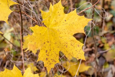 Kahverengi benekli sarı bir yaprak bir bitkinin üzerinde. Yaprak bitkinin ortasındadır ve diğer yapraklarla çevrilidir.