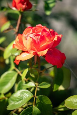 Rose flowers growing in nature close-up.