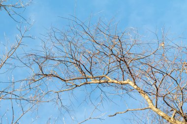 A tree with no leaves is in the sky. The sky is blue and clear. The tree is bare and has no leaves