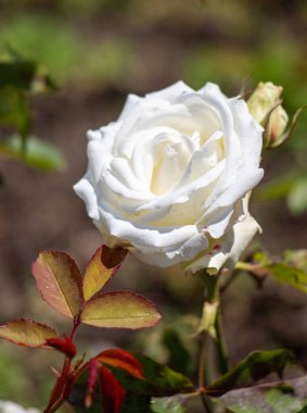 Bahçede beyaz bir gül tam çiçekleniyor. Gül yeşil yapraklar ve saplarla çevrilidir. Güzellik ve sükunet kavramı, beyaz gül yeşil yapraklara karşı durdukça
