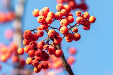 Kırmızı böğürtlenlerden bir dal ağaca asılıyor. Meyveler olgunlaştı ve toplanmaya hazır. Gökyüzü berrak ve mavidir. Huzurlu ve huzurlu bir atmosfer yaratır.