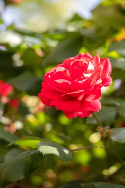 A red rose is in full bloom in a lush green bush. The flower is the main focus of the image, and it is the most vibrant and beautiful part of the scene. The surrounding foliage adds depth