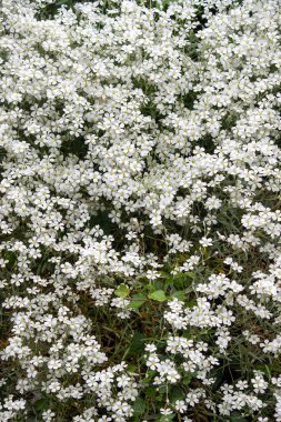 Birkaç yeşil yaprağı olan beyaz bir çiçek tarlası. Çiçekler küçük ve beyazdır ve tarlanın dört bir yanına dağılmışlardır. Tarla yemyeşil ve yemyeşil, ve çiçekler tamamen çiçek açmış.