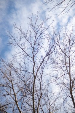 Yapraksız ağaçlar mavi gökyüzüne, güneşli havaya, doğaya karşı.