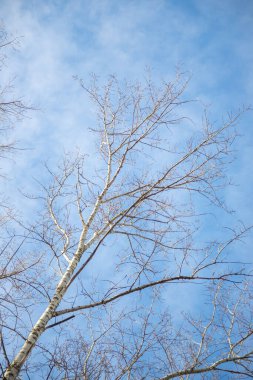 Yapraksız ağaçlar mavi gökyüzüne, güneşli havaya, doğaya karşı.