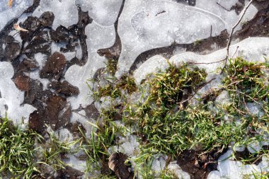 Arka planda, karın altında yeşil çimenler ve donmuş yapraklar görebilirsiniz..