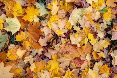 Yerde bir yığın sarı yaprak var. Yapraklar dağılmış ve bazıları diğerlerinden daha büyüktür. Yapraklar ağaçlardan düşerken, resim huzurlu ve rahatlatıcı bir ruh haline sahip.