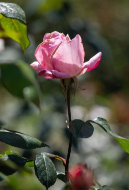 Pembe bir gül görüntünün ana odak noktasıdır, yemyeşil bir alanda uzun ve gururlu bir şekilde durur. Gülün parlak rengi çevreleyen yeşillikle çelişiyor, canlılık ve yaşam hissi yaratıyor.