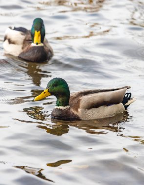 İki ördek bir gölde yüzüyor. Bir ördek kameraya bakıyor. Diğer ördek başka yere bakıyor.
