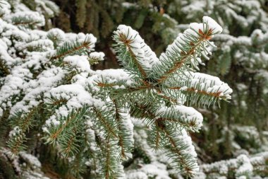 Karla kaplı bir çam ağacı dalı. Dal çıplak ve yaprakları yok.