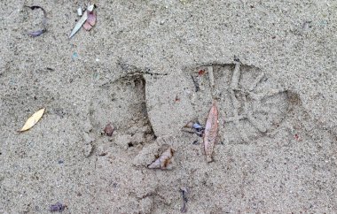 Kumda ayak izi olan kumlu bir sahil. Ayak izi küçük ve bir insana ait. Plaj yapraklar ve molozlarla doludur. Biraz dağınık görünür.