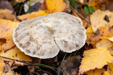 Yaprakların üzerinde bir mantar oturuyor. Mantar beyazdır ve kahverengimsi bir rengi vardır. Yapraklar sarı ve kahverengi.